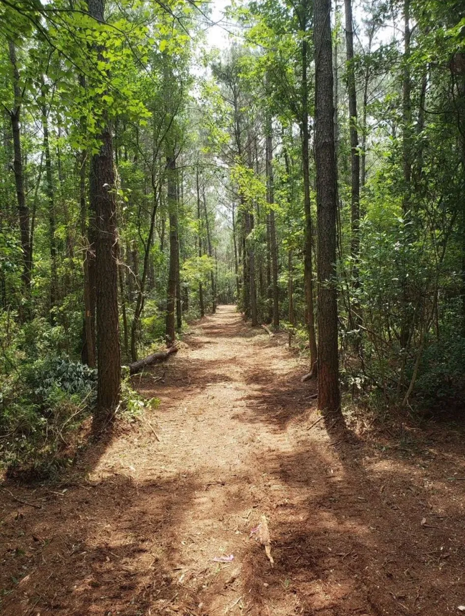 Mulched lane running back into the woods