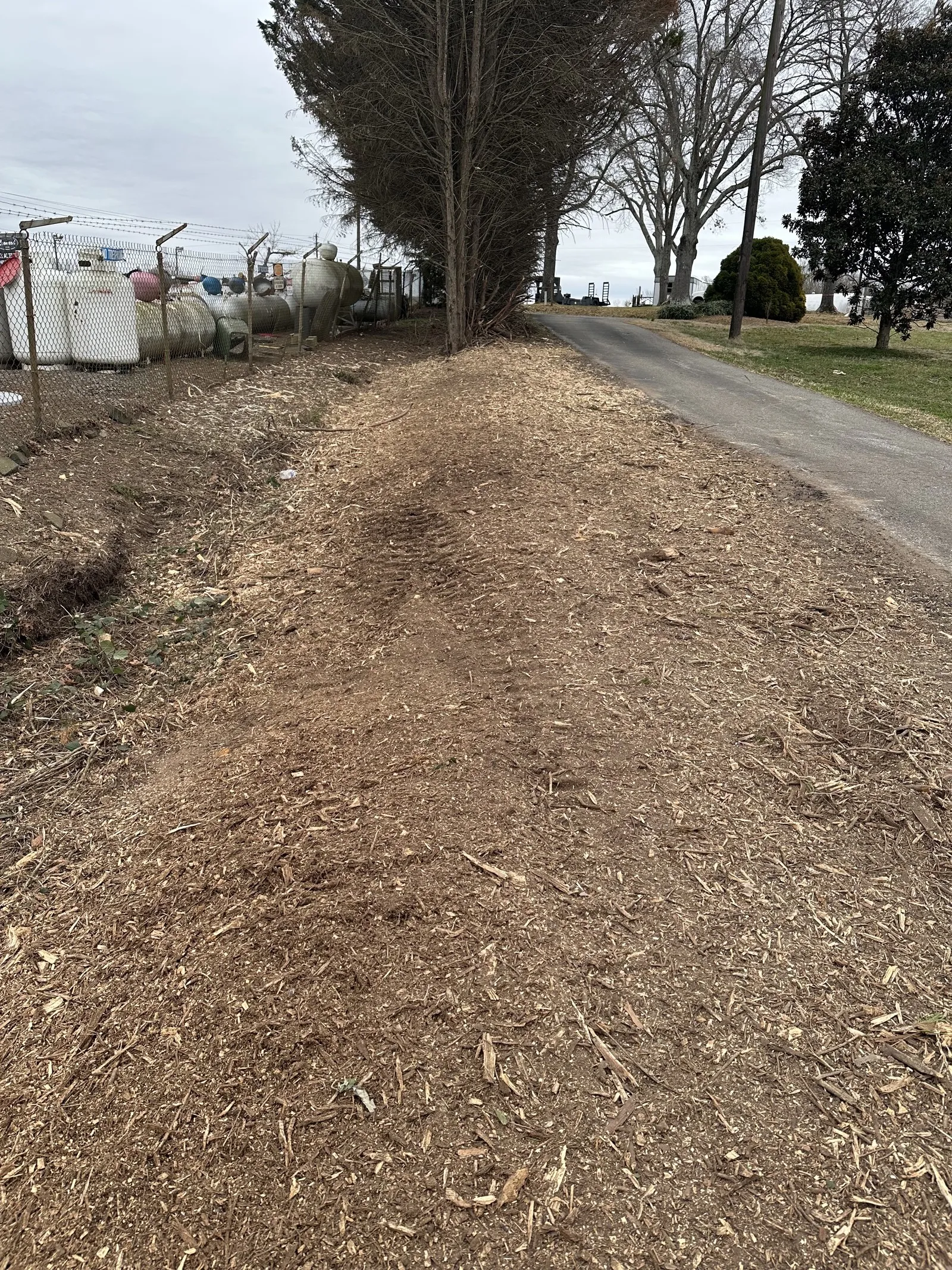 Gravel driveway running between trees after a regrade
