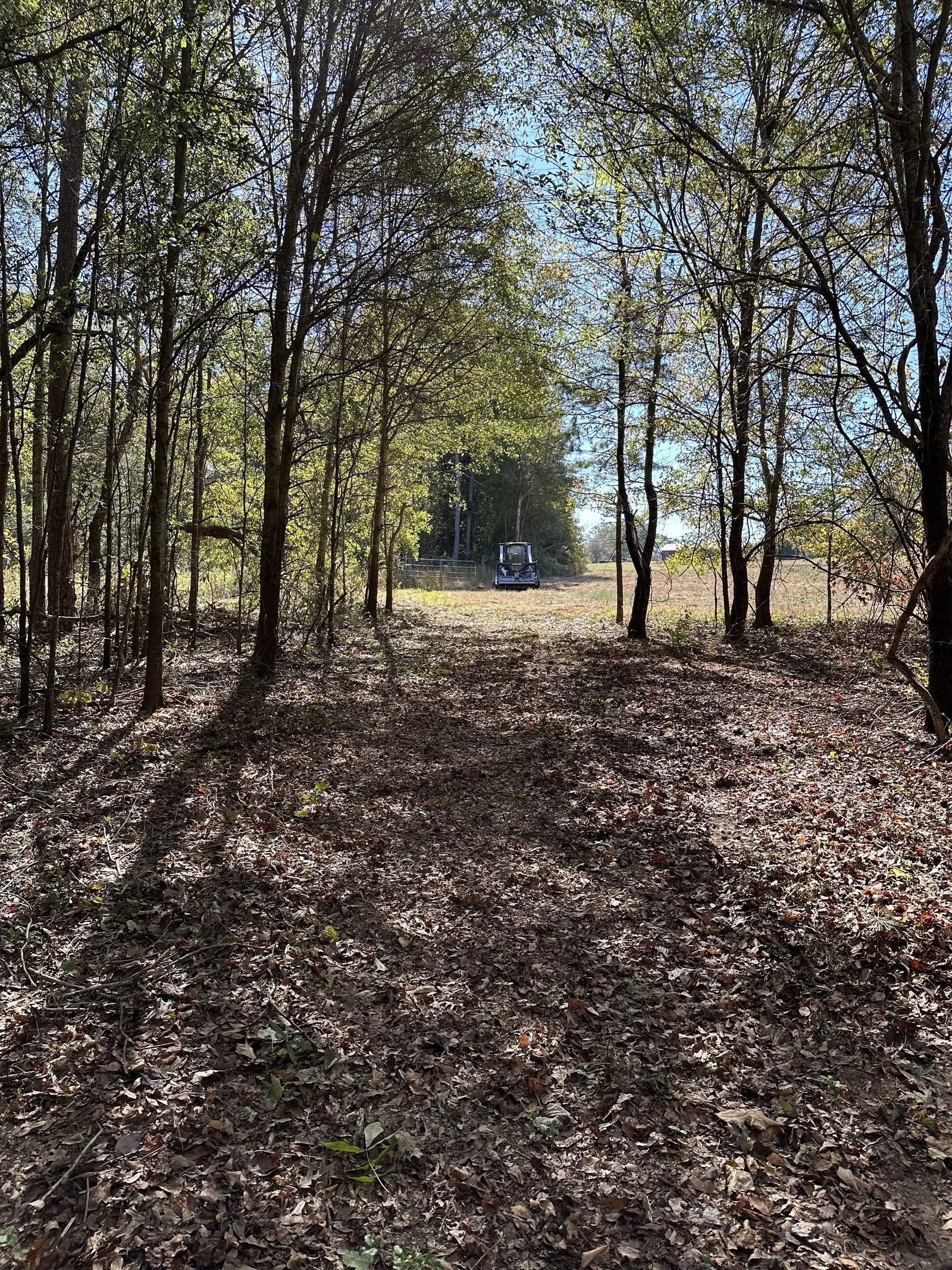 Trail mulched clean through the hardwoods