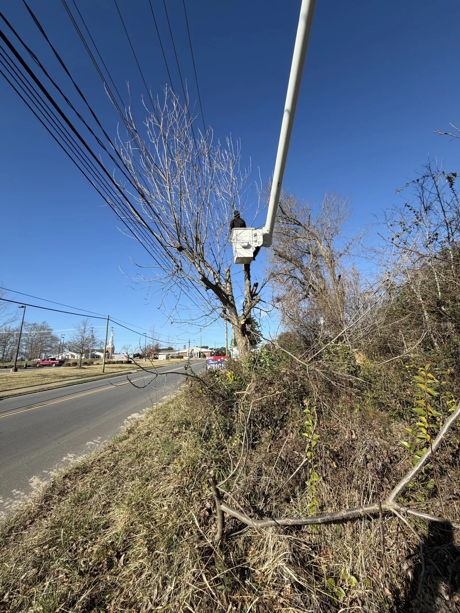 Tree Removal in Shelby, NC